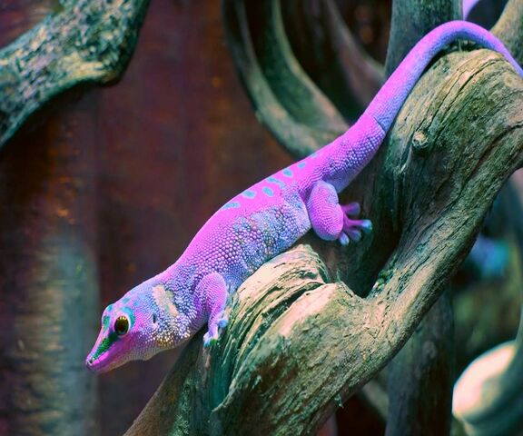 Leopard Gecko Purple