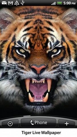 Tiger Alive