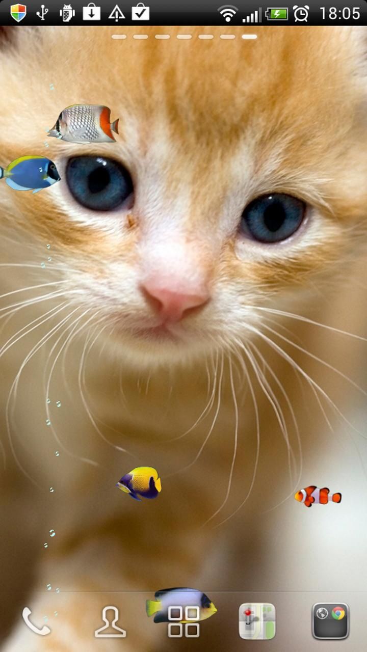 Cat fish на андроид. Котята на андроид. Заставка на телефон андроид котики. Обои на андроид котики. Котенок лижет экран.