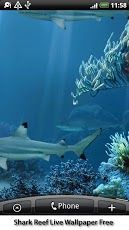 Shark Reef 2013
