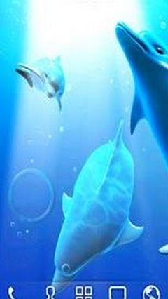 Dolphin Trial Rooty Pict