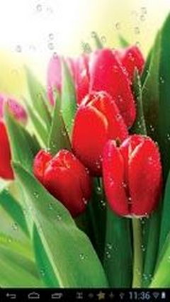 Dew drops on tulips