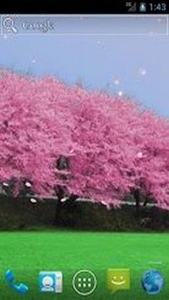 Cherry blossoms New 2013