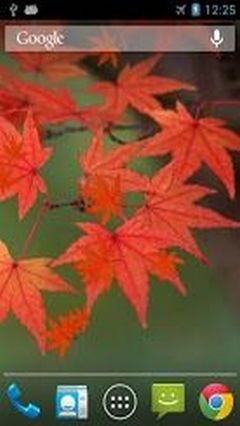 Maple Leaf Wasabi