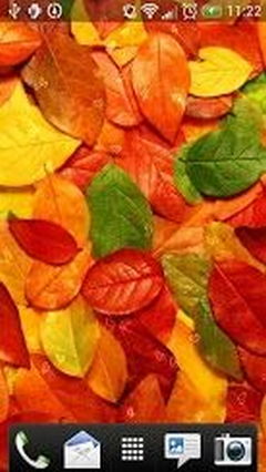 Colorful Leaves