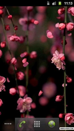Plum Blossoms