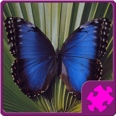 Puzzle Papillon Android Jeu Apk Com Shakshuka Butterflypuzzle Par Shakshuka Design Telecharger Sur Votre Mobile Depuis Phoneky Puzzle Papillon Android Jeu Apk Com Shakshuka Butterflypuzzle Par Shakshuka Design Telecharger Sur Votre Mobile Depuis Phoneky