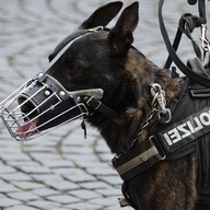 American Police Dog vs Robbers