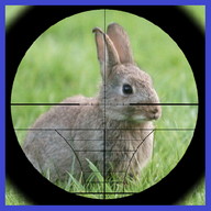 Lapin chasseur