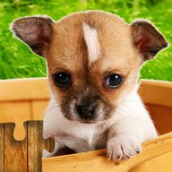 Dogs Jigsaw Puzzles Game - For Kids & Adults ?