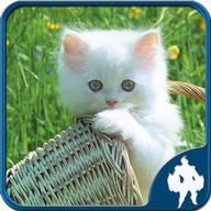 Cats Jigsaw Puzzles