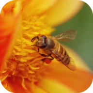 Macro Video Live Wallpaper