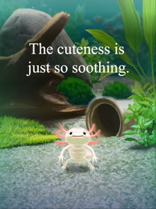 癒しのウーパールーパー育成ゲーム Android 終了 Apk Jp Co Mozukuapp Upa Mozukuappが提供する Phonekyから携帯端末にダウンロード