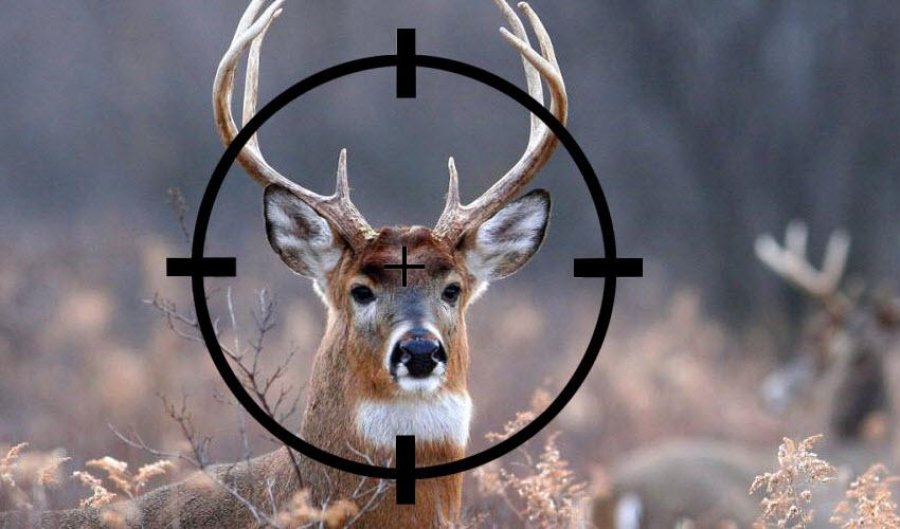 Deer studio. Deer studio