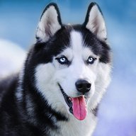 Sprechen Husky