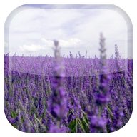 Lavender Live Wallpaper