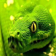 HD Snake Wallpapers