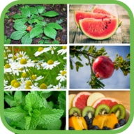 Plantas y frutas medicinales gratis
