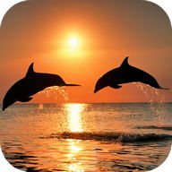 Video Wallpapers: Amazing Dolphins HD