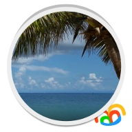 Beach Palm Tree Live Wallpaper