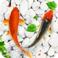 Koi Fish Live Wallpapers HD