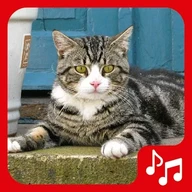Cat sounds, tones and SMS.