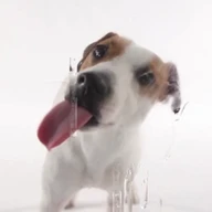 Dog Licks Screen Video Theme