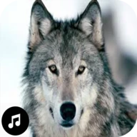 Wolf Sounds Ringtones