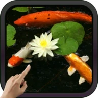 Koi Fish Video Live Wallpaper