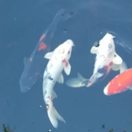 Koi Fish Live Wallpaper