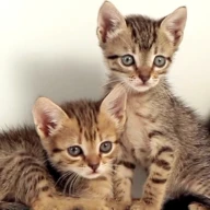Cute Kittens Live Wallpaper