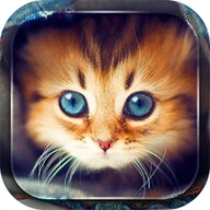 Cute Cats Live Wallpaper