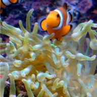Real Fish Live Wallpaper