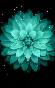 Galaxy цветы Живые обои
