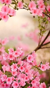 Spring Flowers Live Wallpaper