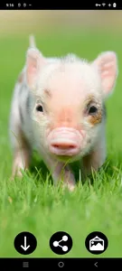 Mini Pig Wallpapers