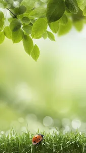 Green Spring Live Wallpaper