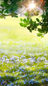 Green Spring Live Wallpaper