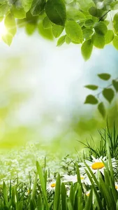 Green Spring Live Wallpaper