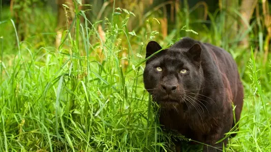 Black Panther Live Wallpaper