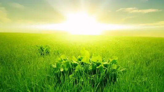 Nature Bliss Live Wallpaper