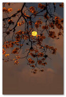 Harvest Glow: A Night of Autumn Magic 🌕🍂