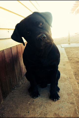 Doggo's Curious Gaze 🐾