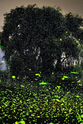 Whispers of the Night: A Firefly Dance 🌌✨