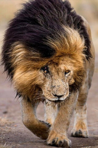 Scar: The Majestic King of the Savannah 🦁✨