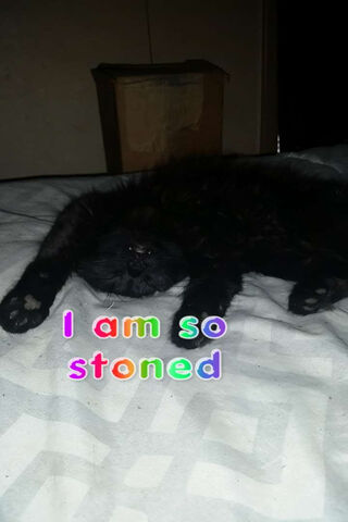 Chillin' Like a Stoner 🐾