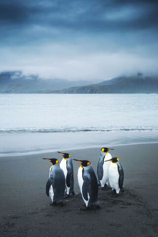 Curious Penguins on the Shore