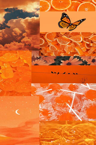 Citrus Dreams: A Journey Through Orange 🍊✨