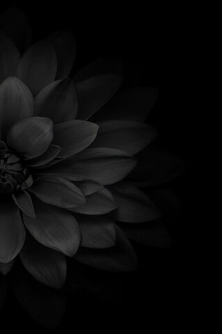 Elegance in Shadows: Th..