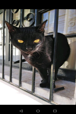 Chimuelo: The Curious Cat 🐾